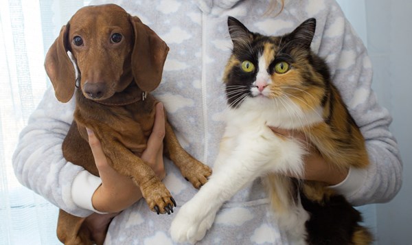 Ormebehandling af hund og kat | Dyreklinik